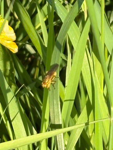 Golden Dung Fly