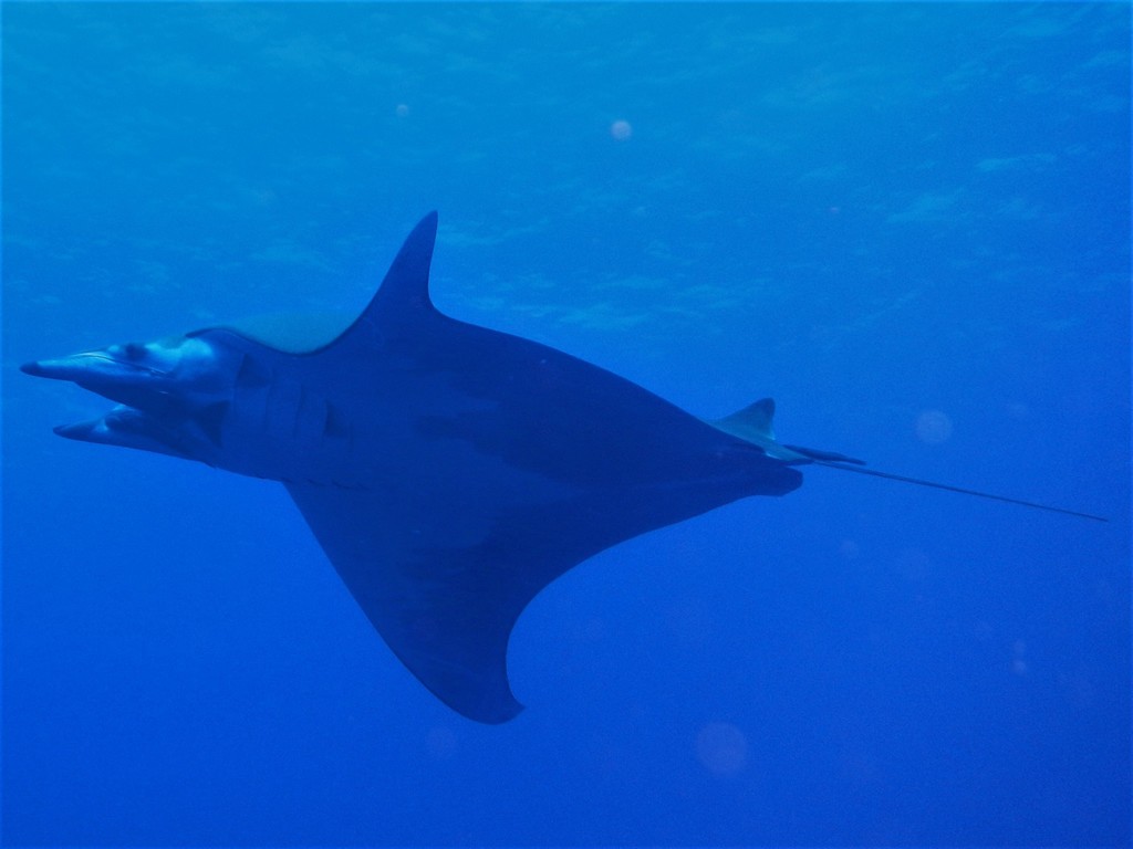 Foto de Mobula chilena (Mobula tarapacana)