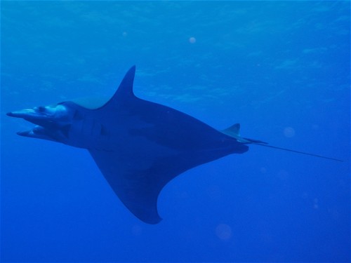 Sicklefin devil ray (Mobula tarapacana) — Myliobatidae