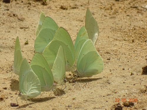 African Migrant