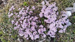 author not stated, no rights reserved Petrocallis pyrenaica, photograph author not stated, no rights reserved