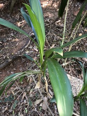 Cordyline rubra