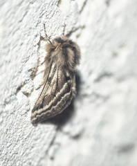 Lycia zonaria