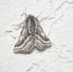 Lycia zonaria