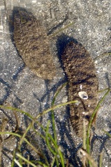 Actinopyga echinites