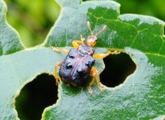 Agomadaranus pardaloides