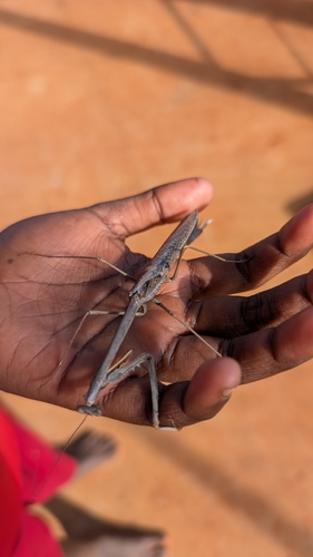 Archimantis quinquelobata