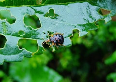 Agomadaranus pardaloides