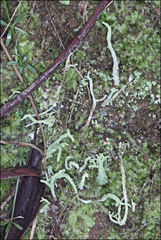 Cladonia corniculata