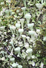 Cladonia humilis
