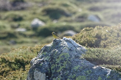 Corsican Finch (Carduelis corsicana), photo 2