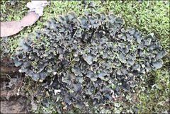Peltigera dolichorhiza