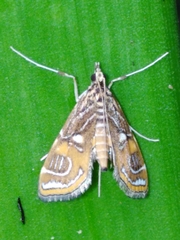 Paracymoriza cataclystalis