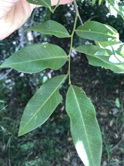 Capparis arborea