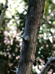 Capparis arborea
