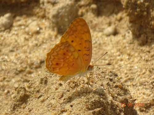 Common Leopard