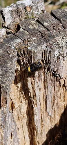 Early Bumble Bee