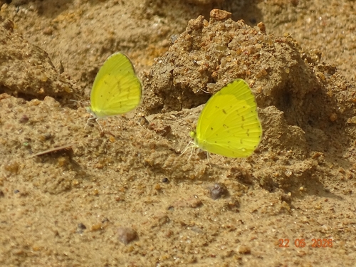 Forest Grass Yellow