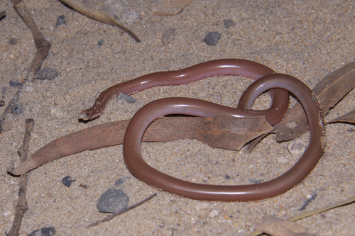 Beaked Blind Snake