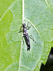 Ichthyurus nigripennis