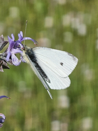 Small White