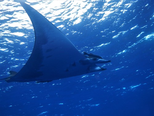 Foto de Mobula chilena (Mobula tarapacana)