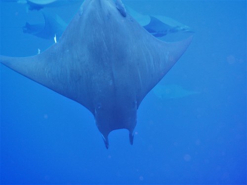 Foto de Mobula chilena (Mobula tarapacana)