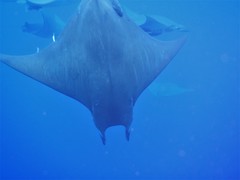 Mobula tarapacana