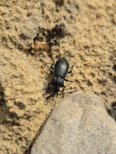 Carabus arvensis arvensis
