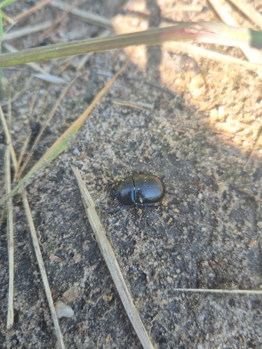 Woodland Dor Beetle