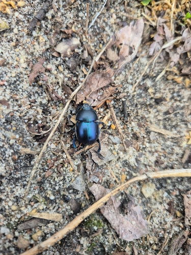 Springtime Dung Beetle