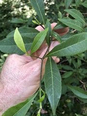 Tabernaemontana pandacaqui