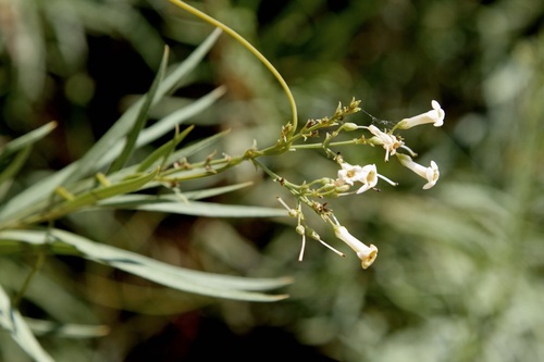 Freylinia lanceolata, photograph 4