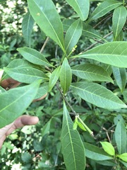 Tabernaemontana pandacaqui