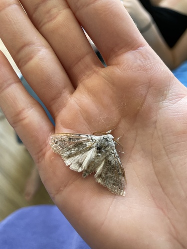 Pale Tussock Moth