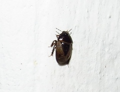 Microporus