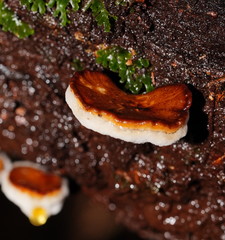 Polyporus gayanus