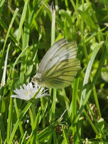 Green-veined White