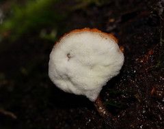 Polyporus gayanus