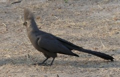 Corythaixoides concolor pallidiceps