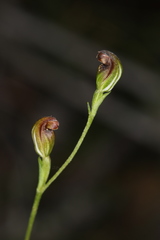 Pterostylis furva