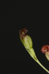 Pterostylis furva