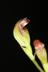 Pterostylis furva
