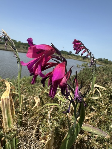 Gladiolus communis, photograph 5