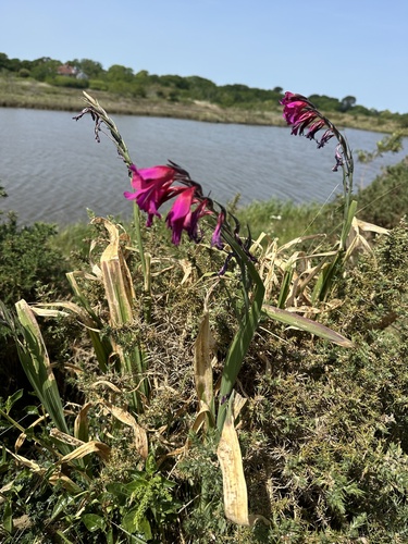 Gladiolus communis, photograph 6
