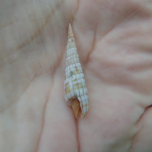 Myurella affinis observed 2026-05-19