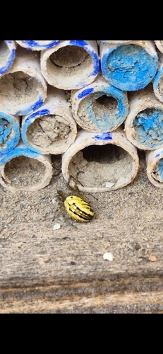 Cricket-bat Orbweaver
