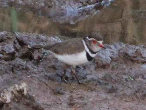 iNaturalist image