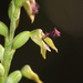 Freak Midge Orchid - Photo (c) Gavin Phillips, some rights reserved (CC BY-NC), uploaded by Gavin Phillips