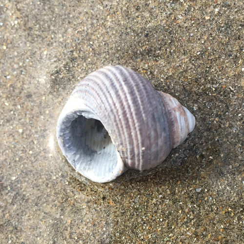 Euchelus atratus observed 2026-05-25